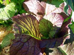 Red-Mustard-Giant