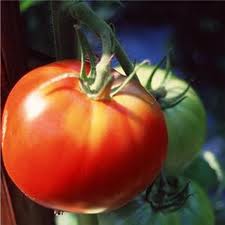 Slicer-tomato-1
