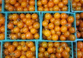 Sungold-Tomatoes
