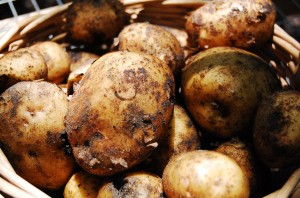 Yukon-Gold-Potatoes-4