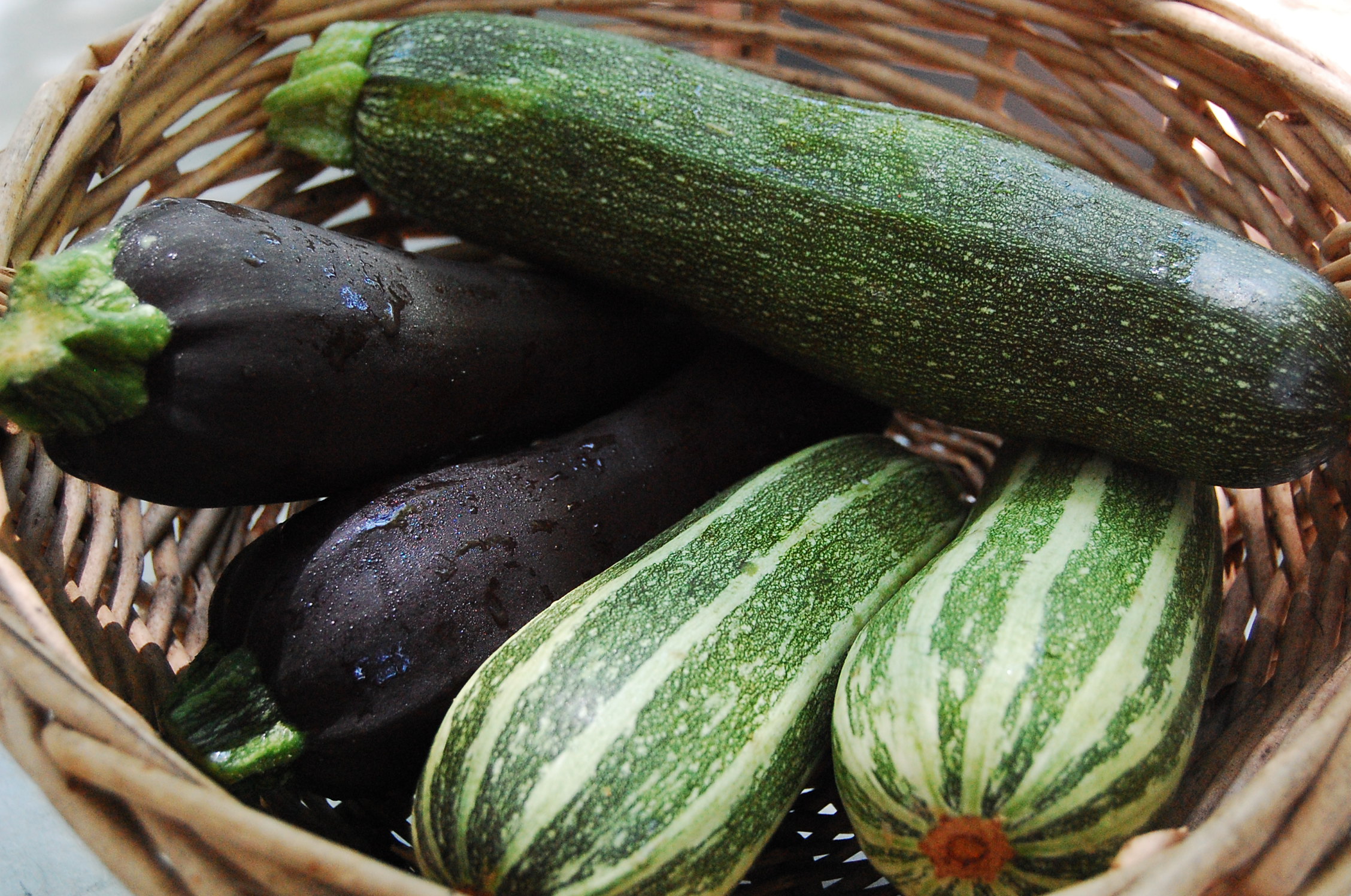 how-does-zucchini-grow-all-the-top-facts-tips