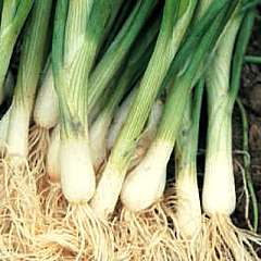 bunching-white-onion