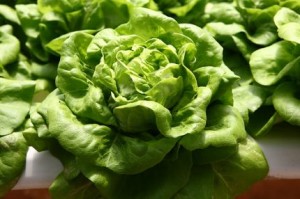 butterhead_lettuce_VG_lg