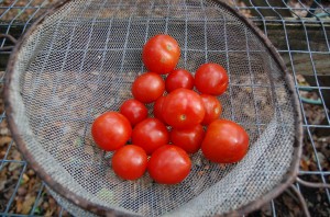 cherry tomato