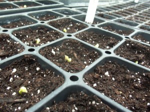 Seed Sprouts (1)