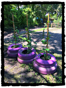 Malabar Spinach in Tire Planters