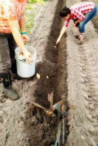 Potato Planting