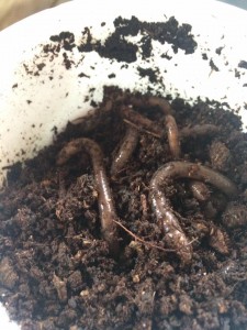 vermicompost