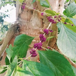 beautyberry