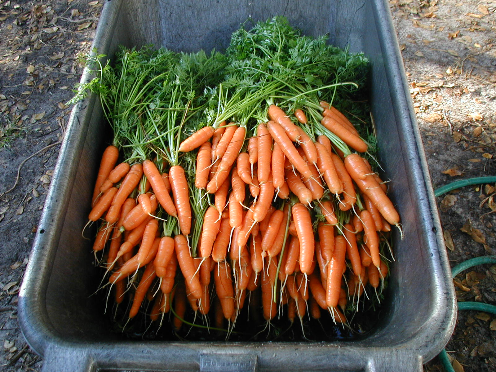 Carrots | Sweetwater Organic Farm